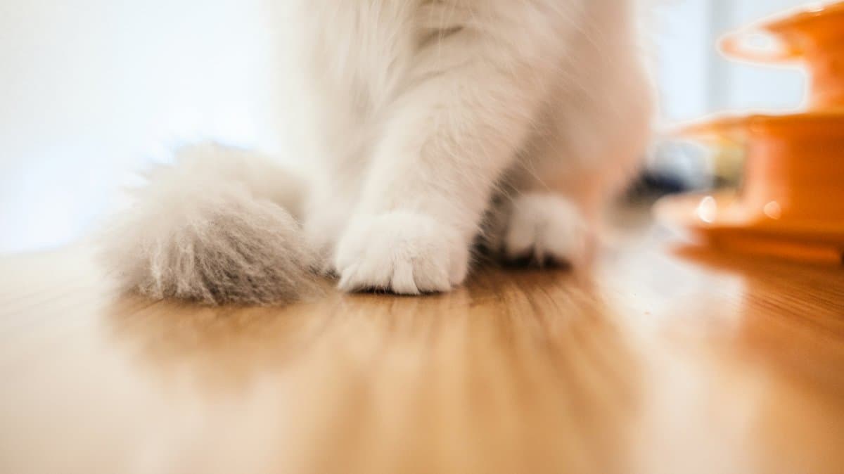 猫に壁をひっかかれたら?―補修・保護・再発防止の判断基準